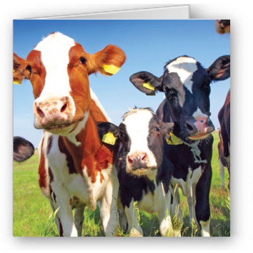 Nosey Cows Nosey Cows